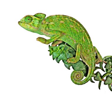 Chameleon on branch clipart