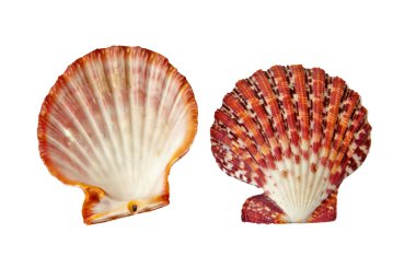 Scallop isolated on white background clipart