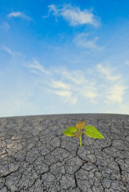 Paulownia sapling growing from arid land clipart