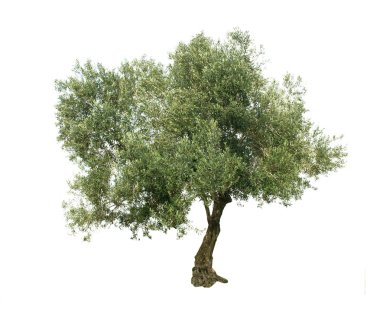 Olive tree isolated on white background clipart