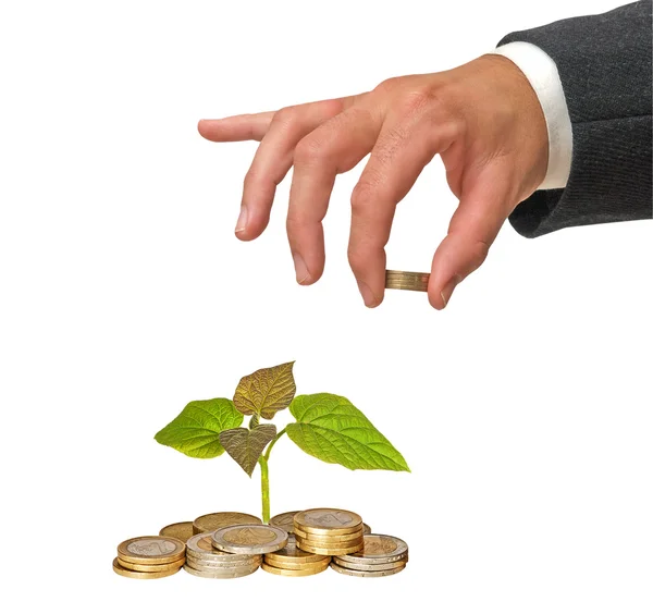 Paulownia plantgoed groeien uit munten — Stockfoto