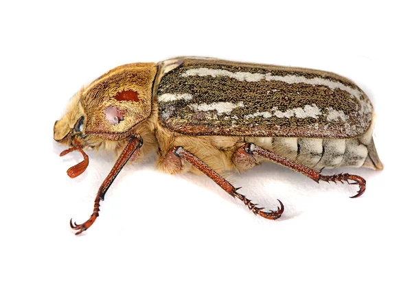 Primer plano del escarabajo — Foto de Stock