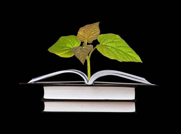 El arbolito crece de libro abierto — Foto de Stock