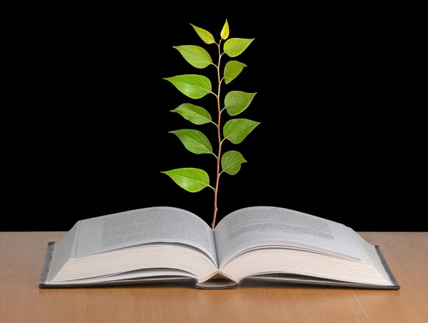 El arbolito crece de libro abierto — Foto de Stock