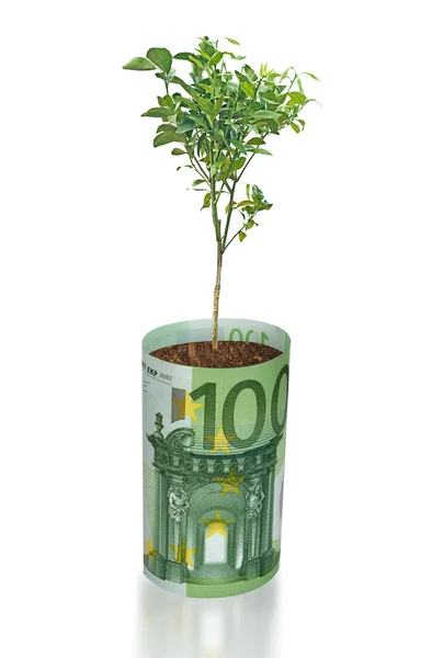 Young orange tree growing from euro bill — Stock Photo, Image