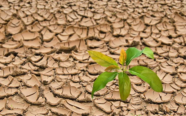 Arbolito de aguacate que crece de tierras áridas — Foto de Stock
