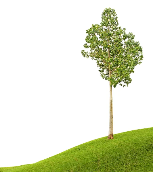Drzewo na łące — Zdjęcie stockowe