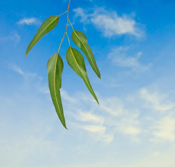 Ramo di eucalipto su sfondo cielo — Foto Stock