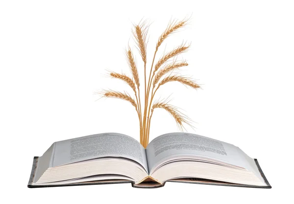 stock image Wheat growing from book