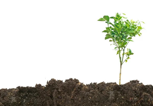 Citrus tree growing from soil — Stock Photo, Image