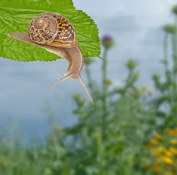 Close up of Burgundy (Roman) snail — Stock Photo, Image