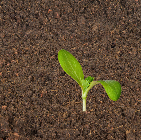 Seedling growing from soil