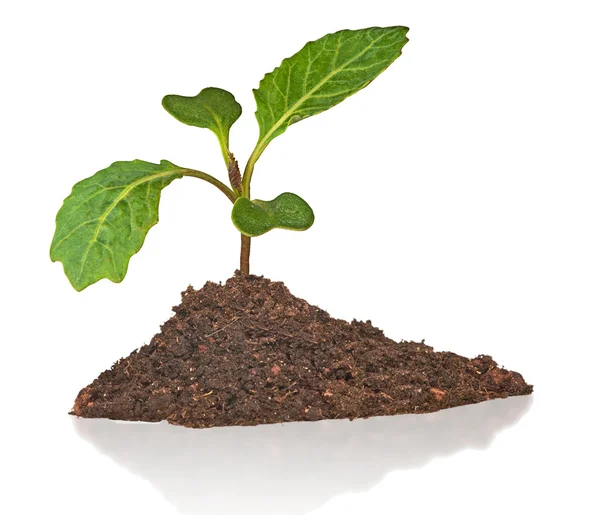Cabbage seedling isolated on white background — Stock Photo, Image