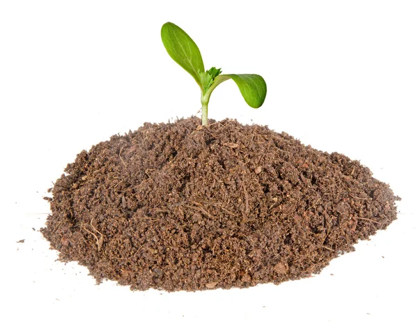 Plántulas que crecen del suelo —  Fotos de Stock