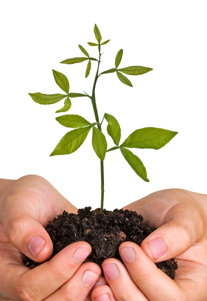 Seedling in hands — Stock Photo, Image