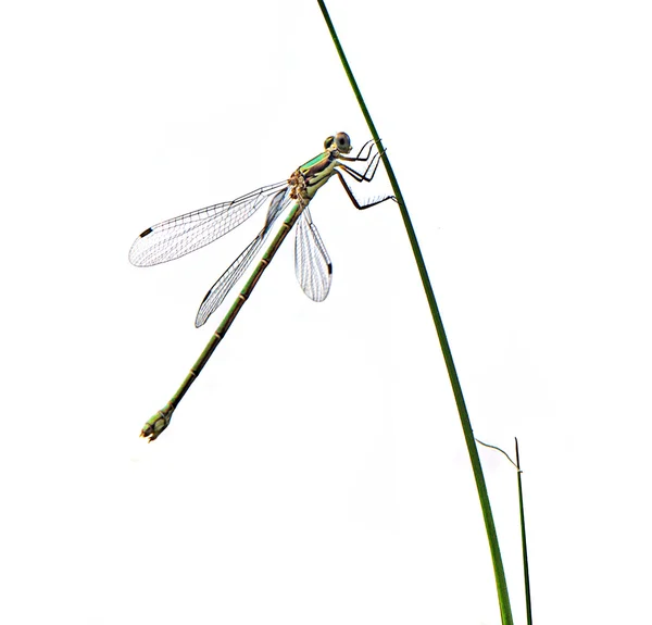 Dragonfly isolerad på vit bakgrund — Stockfoto