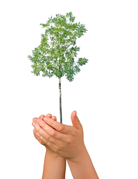 Árvore em palmas como um símbolo de proteção da natureza — Fotografia de Stock