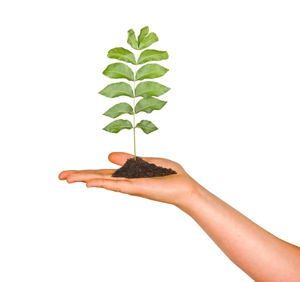Palm with a sapling — Stock Photo, Image