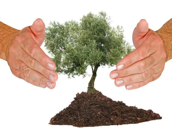Hands protecting olive tree — Stock Photo, Image
