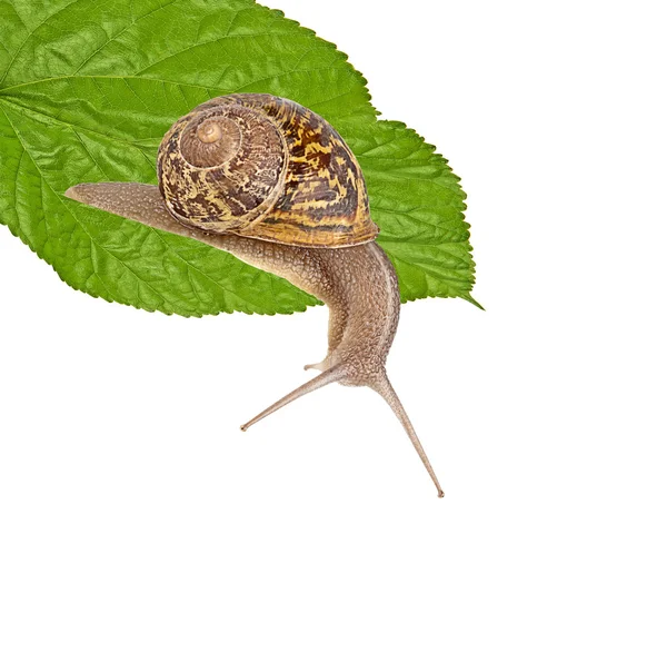Clsoe up of Burgundy (Roman) snail isolated on white background — Stock Photo, Image