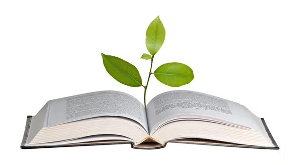 Drzewko cytrusowe rośnie od książki — Zdjęcie stockowe