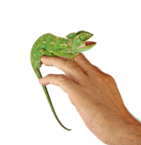 Kameleon na rękę — Zdjęcie stockowe