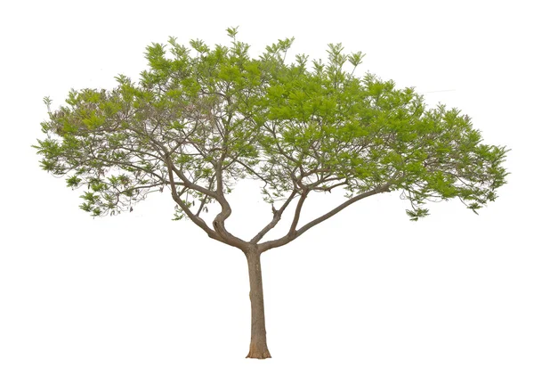 Träd isolerad på vit bakgrund — Stockfoto