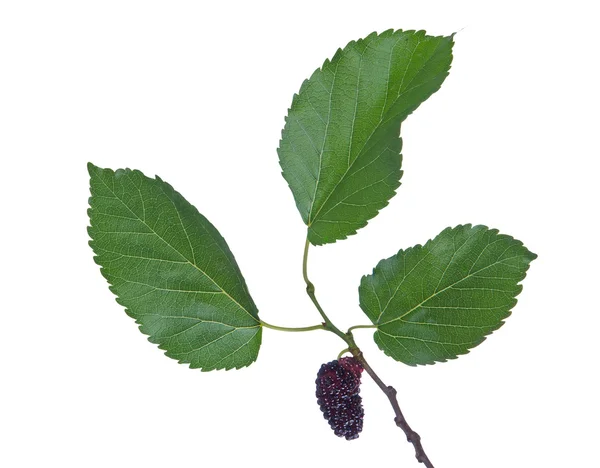 Black mulberry isolated on white background — Stock Photo, Image