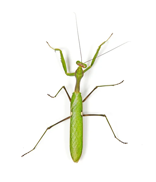在白色背景上分离的绿色螳螂 — 图库照片