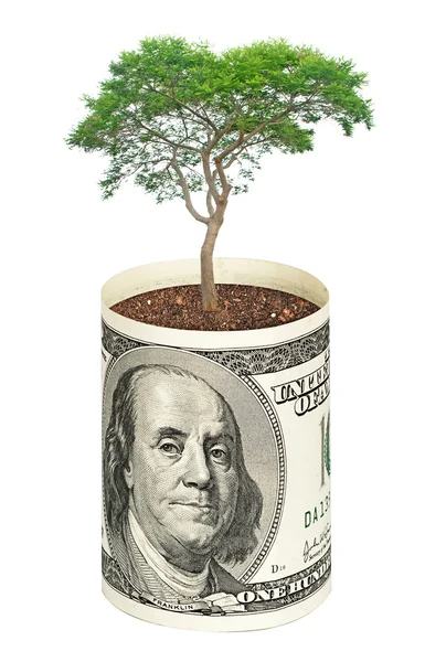Drzewo rośnie od dolara — Zdjęcie stockowe