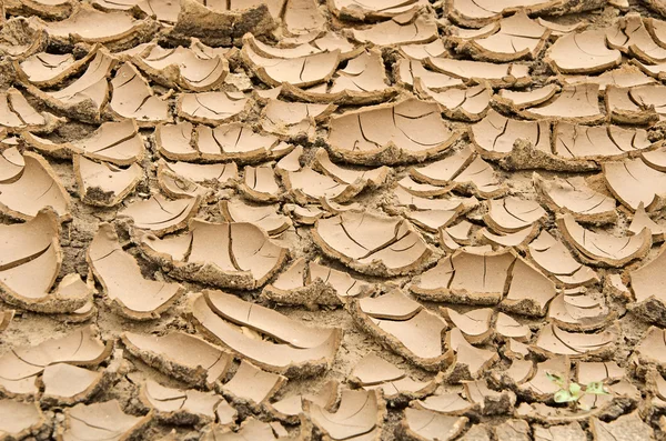 Suelo seco en verano —  Fotos de Stock