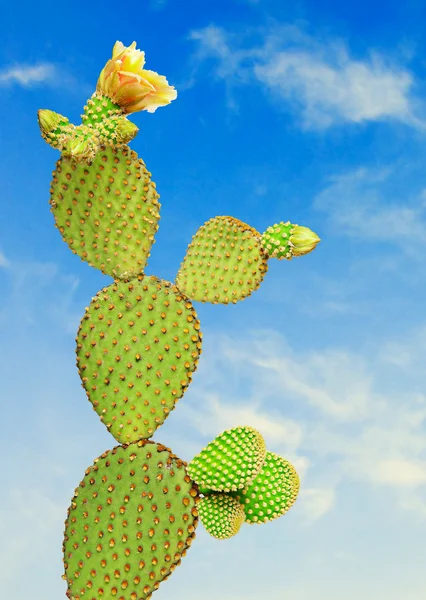 Cactus opuntia —  Fotos de Stock