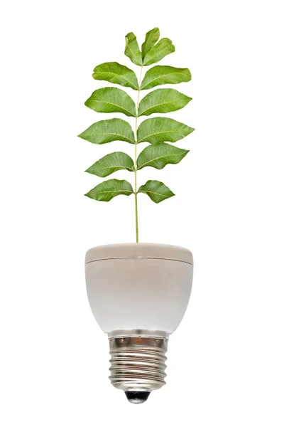 Tree growing from lamp — Stock Photo, Image