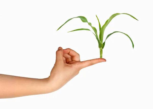 stock image Girl presenting corn shoot as a gift of agriculture