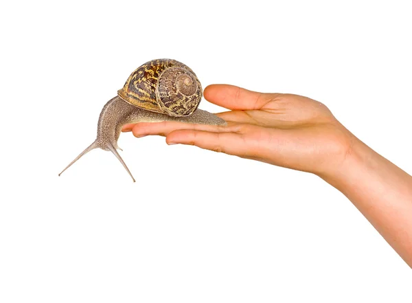 手上的蜗牛 — 图库照片