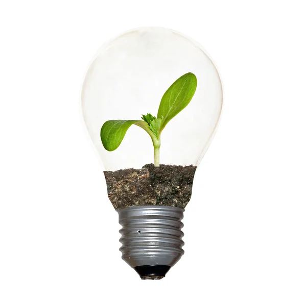 Glühbirne mit einer Pflanze als Glühfaden — Stockfoto
