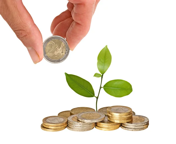 Citrus sapling growing from coins — Stock Photo, Image
