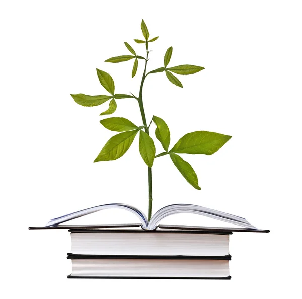 Rostlina roste z otevřené knihy — Stock fotografie