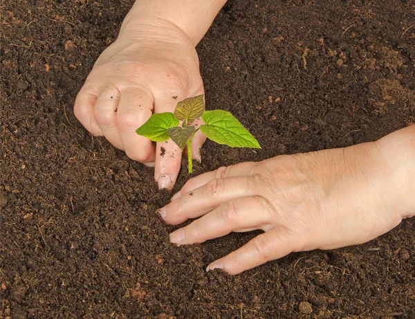 Plantar un árbol de paulownia — Foto de Stock