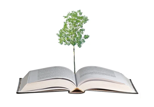 책에서 성장 하는 나무 — 스톡 사진