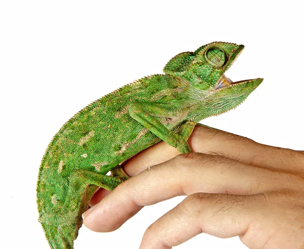 Chameleon na skladě — Stock fotografie