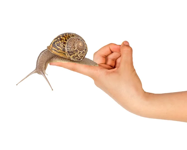 手指上的蜗牛 — 图库照片