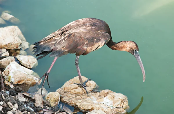 Close up of glossy ibis — Stock Photo, Image