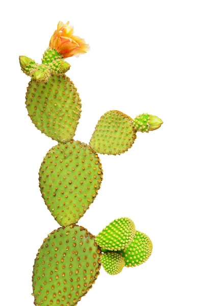 Opuntia cactus isolato su fondo bianco — Foto Stock