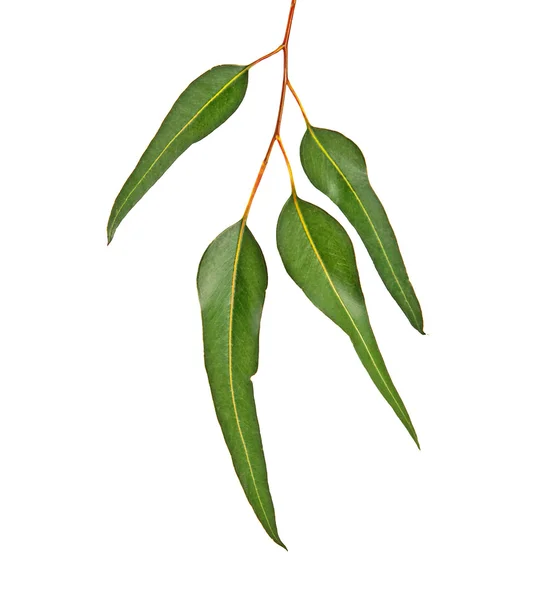 Eucalyptus gren — Stockfoto