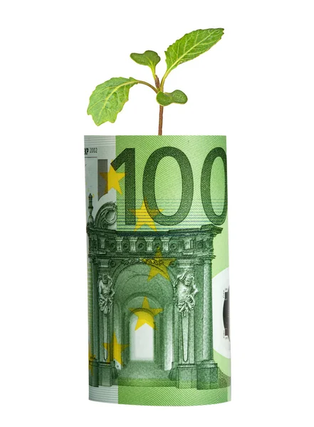 Kål fröplanta groing från eurosedel — Stockfoto
