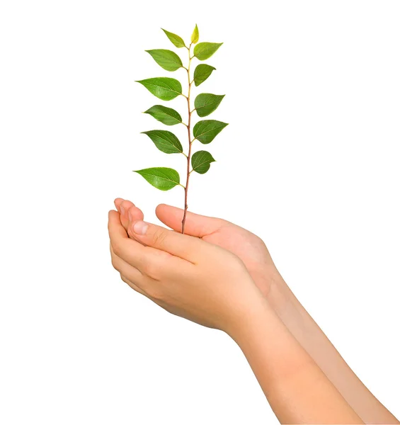 Sapling in palms as a symbol of nature protection — Stock Photo, Image
