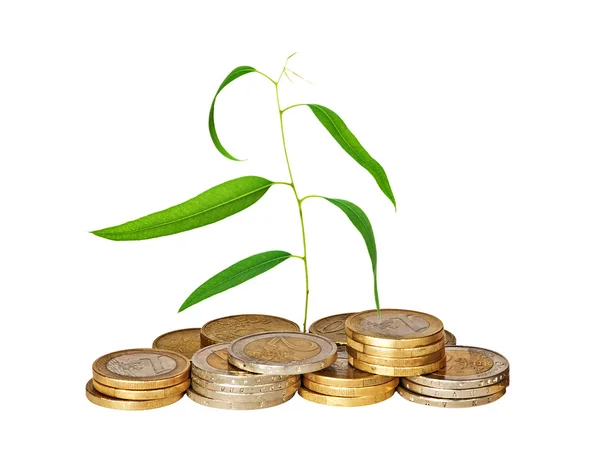 Eucalyptus sapling growing from pile of coins — Stock Photo, Image