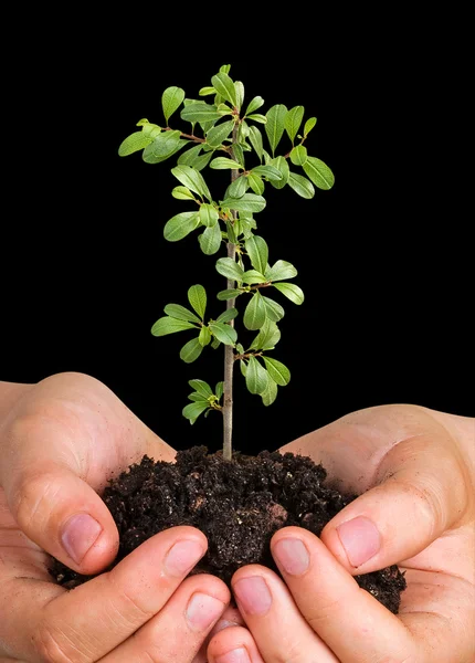 Planta i händer — Stockfoto