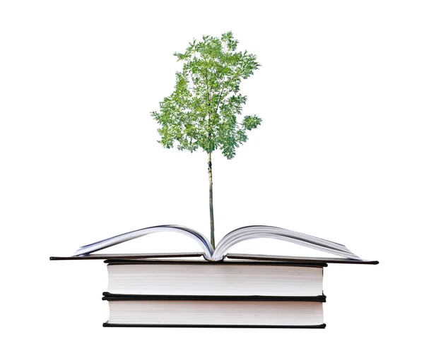 Árbol que crece del libro — Foto de Stock